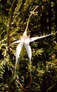 Spider Orchid
