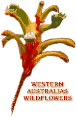 Western Australia's Flora