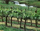 Take a tour around the many vineyards